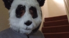 Watch Out For The Killer Panda