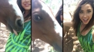 Thirsty Horse Gets Embarrassed After Realizing He's Being Filmed