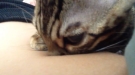 Creepy Kitty Goes Belly Button Diving