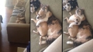 That Moment When You Catch The Dog And Cat Being Weird