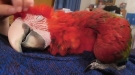 Sometimes A Parrot Just Needs To Chill