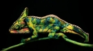 Hey Look, That Chameleon Has Boobs!