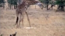 Giraffe Vs Lion, And The Giraffe Wins