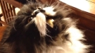Brain Freeze Cat Is The Best Thing Ever