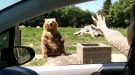 That Bear Has Some Good Reflexes