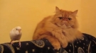 Cat Not Amused By Parrot All Up In Its Business