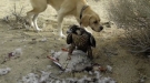 Dumb Dog Owners Let Their Dog Get Attacked