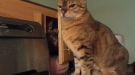 The Patience Of A Cat Ready To Attack