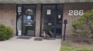Woman Discovers A Turkey Blocking Her Office Entrance