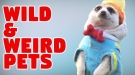 Sometimes The Best Pets Are The Weird Ones