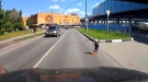 Little Dude Scooters Right Into Traffic