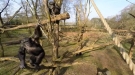 High Tech Drone Vs A Chimp With A Stick