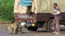 Shady Snack-Stealing Baboons