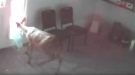 Punk Deer Smashes Through Window Then Wanders The House