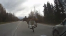 Car Meets Moose