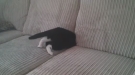 Sofa Swallows A Cat!