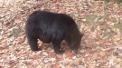 Would You Call A Bear's Bluff?