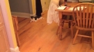 This Dog Will Never Let The Cat Get Ice
