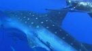 When Whale Sharks Sneak Up On You