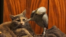 The Biggest Jerk Parrot In The House