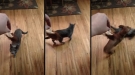 Slow Cat Meets A Fast Dog
