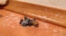 This Spider Parasite Is Terrifying