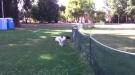 Dog Does Full Front Flip Over Fence And Keeps Going