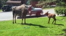 Moose Love Sprinklers
