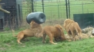 Bad Luck Lion