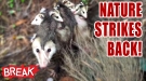 Nature Strikes Back! - Breaking Videos