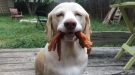 No One Loves Food As Much As This Dog
