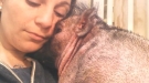 When Your Pig Gets Scared