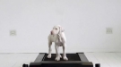 Awesome Time Lapse Of A Puppy Who Made It Out Of A Puppy Mill