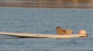 This Seal's Just Waiting On A Wave