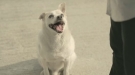 You're Going To Want This Dog