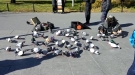 Oblivious Pigeon Is Oblivious