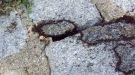 The Ant Community Is A Model For Us All