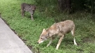 Afternoon Bike Ride Interrupted By Sly Bobcat Trying To Murder Cowardly Coyote