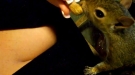 If You've Never Wanted to High Five a Squirrel You Will After This