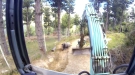 Angry Ram Vs Backhoe