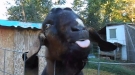 There's Something Very Weird About This Goat