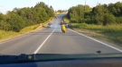 Suddenly A Wild Scooter Appears