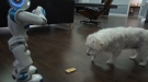 Robot Vs Pop Tart Vs Dog