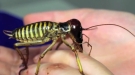 Why Is This Lady Playing With A Giant, Awful Bug?