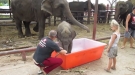 Baby Elephants Love Bath Time