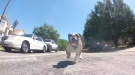 This Is One Determined Little Bulldog