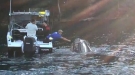 Watch This Guys Help Free A Whale From Some Fishing Line