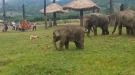 Little Elephant Gets Frustrated Chasing A Dog