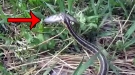 Boy Catches A Fish, Gets It Stolen By A Snake