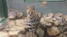 Serval Cat Doesn't Anticipate A Window